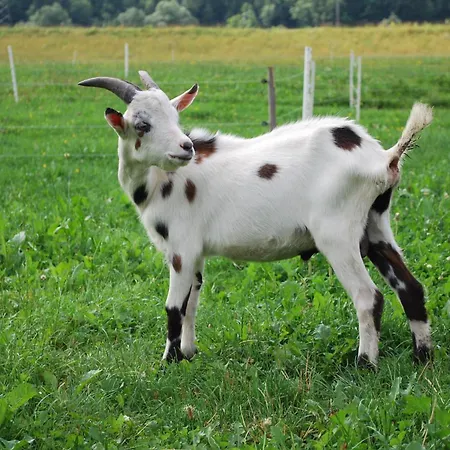 Obergruberhof דירה *