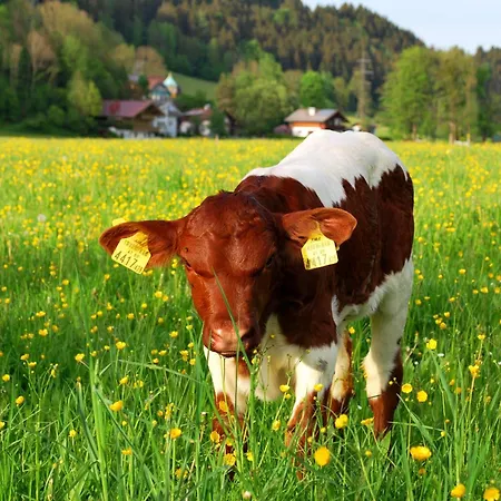 Appartamento Obergruberhof Schladming