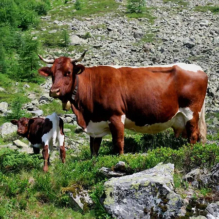 Obergruberhof Schladming