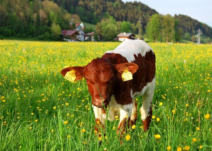 公寓 欧本库培霍夫公寓 斯拉德明